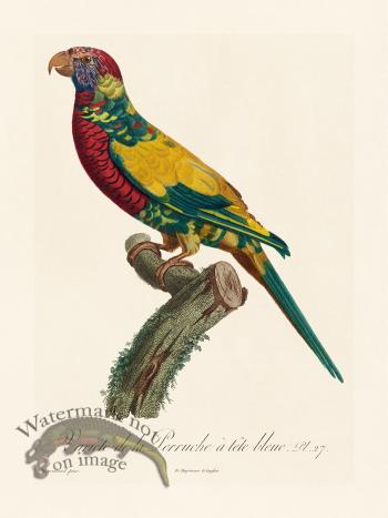 Barraband Parrot 027